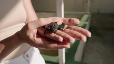 Bebek deniz kaplumbağası, Sri Lanka 'daki kaplumbağa çiftliğinde kadınların elinde. Turistler için küçük şirin kaplumbağa tutan insan elleri. Bali 'deki kaplumbağa çiftliğinde doğan sevimli hayvan. Yakın plan..