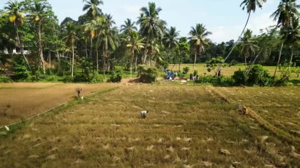 2023 ミリッサ スリランカ 労働者は 伝統的な農業技術を体現する背の高いヤシの木で熟した穀物を収集し 束ねます アジアの農村で収穫された田んぼの空中映像 — ストック動画