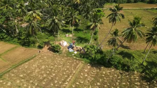 2023 ミリッサ スリランカ 労働者は伝統的な手作業で穀物作物を集める アジアの農民が田舎で熟した米を収穫する空中ビュー — ストック動画