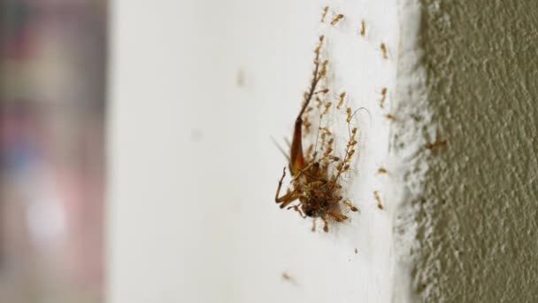 Colonia Hormigas Exhibe Fuerza Trabajo Equipo Transportando Cucarachas Hasta Pared — Vídeo de stock
