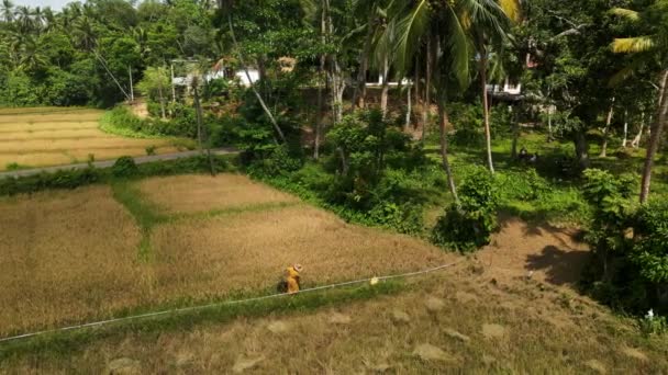 2023 Mirissa Sri Lanka 农民们收割成熟的庄稼时 阳光沐浴在亚洲农村 从空中看稻田 工人们手工收割庄稼 用金粒装袋 — 图库视频影像