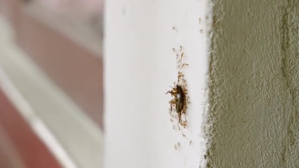 Gecoördineerde Mieren Hijsen Griezelige Dode Kakkerlak Tegen Een Muur Overwinnen — Stockvideo