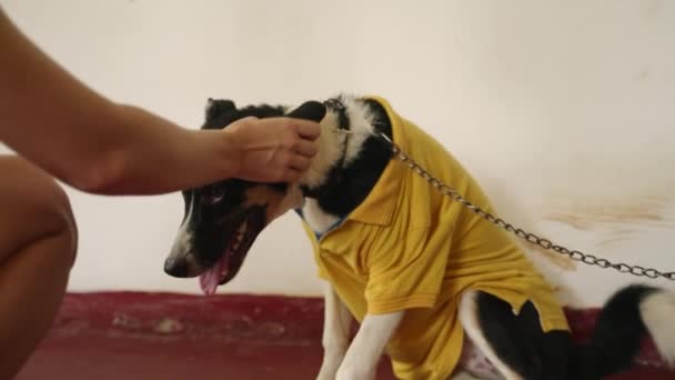 Щаслива Тварина Коміром Язиком Сидить Приміщенні Демонструє Прихильність Довіру Собака — стокове відео