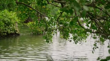 Sessiz, sel basmış doğa manzarası, huzurlu taşkın manzara çeşitli uygulamalar için barışçıl bir zemin sağlıyor. Suya batmış tropikal kıyı şeridi, yüksek suların ağaçları yutması göl seviyesinin yükseldiğini gösteriyor..