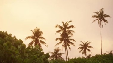 Sıcak gün doğumu renkleri, yumuşak parıltılarla yıkanma sahnesi. Tropikal adada şafak vakti gökyüzüne karşı palmiye ağaçları silueti. Sabahın erken saatlerinde, sakin ve egzotik seyahat temaları için ideal olan dingin doğayı ortaya çıkarır. Yavaş çekim.