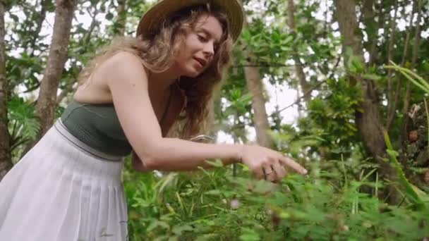 Mimosa Pudica Pliega Las Hojas Tacto Mujer Sombrero Interactúa Con — Vídeos de Stock