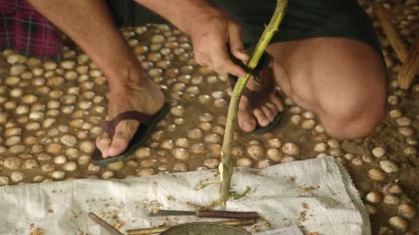 Los Participantes Aprenden Cosecha Tradicional Auténtica Práctica Agrícola Sri Lanka — Vídeo de stock