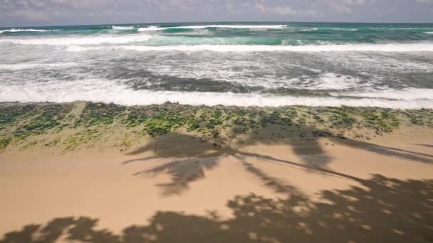 パームツリーの影は砂浜を横切って広がり 活気に満ちた緑色の藻類が覆われた岩 熱帯のシーンで荒い海の波の上に墜落する波の青空からの白い海の泡を満たします スローモーション — ストック動画