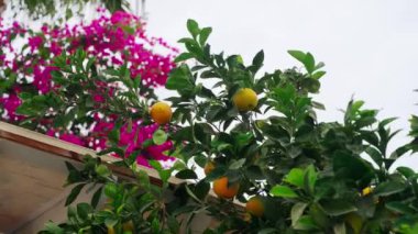 Organik limon yetiştirme, çatıda bahçe işleri. Canlı bougainvillea 'ya karşı olgun meyveli turunçgil ağacı. Sürdürülebilir tarım, tarladan sofraya konsept. Mevsimlik hasat, yeşil yaşam eğilimi.