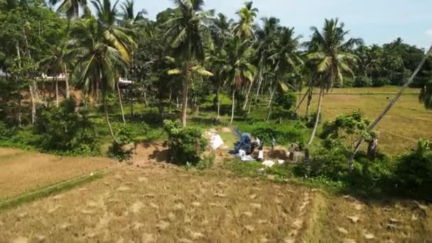 2023 ミリッサ スリランカ アリアルビューは 米の収穫でスリランカの労働者を捕獲し 熱帯の手のひらに囲まれた緑豊かな畑でヴィンテージの穀物の層を操作します — ストック動画