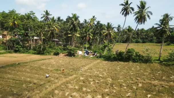 2023 Мириам Шри Ланка Воздушный Обзор Фермеров Рисовом Поле Время — стоковое видео
