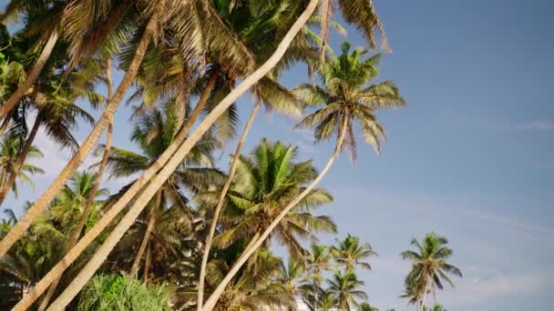Cielo Azzurro Chiaro Luogo Viaggio Esotico Fronte Mare Tropicale Fiancheggiato — Video Stock