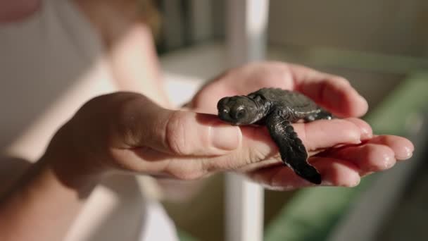 在斯里兰卡 小海龟在雌性手中 在海龟孵化场 人类的手把可爱的小乌龟放在游客的位置上 巴厘岛海龟养殖场里可爱的新生动物手牵着手 后续行动 — 图库视频影像