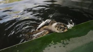 Yetişkin deniz kaplumbağası Sri Lanka 'daki kuluçka havuzunda yüzüyor. Sevimli büyük kaplumbağa turistler için havuz suyundan dışarı bakıyor. Bali 'deki kaplumbağa kuluçkaya yatmış inanılmaz bir hayvan. Yakın plan..