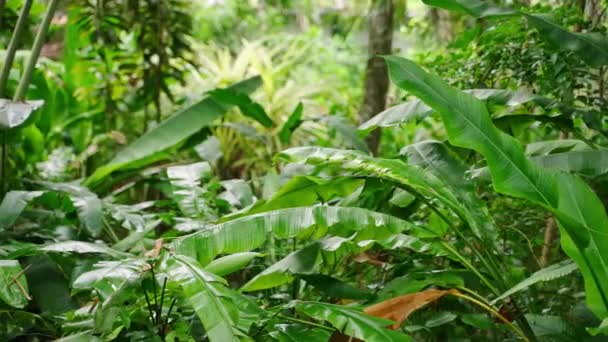 Плотная Листва Джунглей Создает Спокойный Природный Фон Богатые Зеленые Тропические — стоковое видео