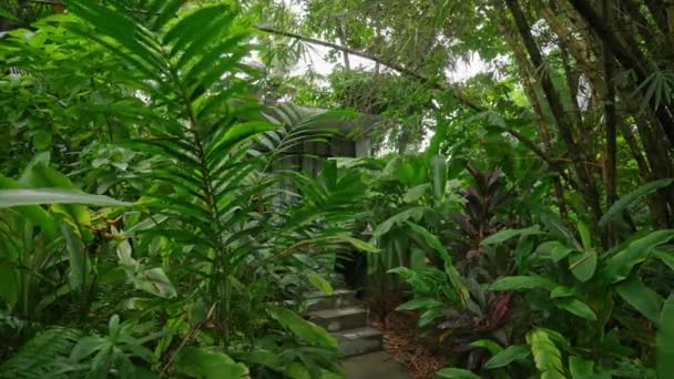 Escaliers Pierre Entourés Plantes Vertes Vibrantes Bambou Jardin Tropical Luxuriant — Video