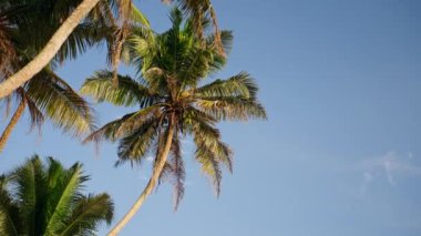 Seyahat yerleri, yaz doğası geçmişi. Tropik hindistan cevizi palmiyeleri açık mavi gökyüzünde sallanıyor. Güneş ışığı yaprakların arasından süzülür, sıcak iklim tesisinde sakin bir manzara. Güneşli bir gün, millet, egzotik..