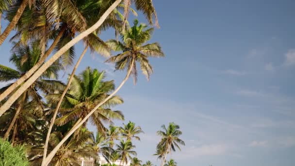 Зелений Крутиться Rustle Спокійна Сцена Сонячній Відпустці Тропічні Долоні Хитаються — стокове відео