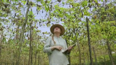 Şapkalı kadın çiftçi sebze çiftliğinde hasadı kuruttu. Büyümüş bitkileri kontrol eden genç kadın tarımcı verileri dijital tablete kaydediyor. Modern tarım sektörü, hassas tarım kavramı