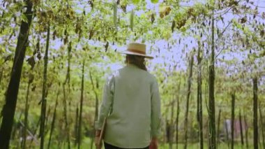 Kadın tarım uzmanı, sebze çiftliğindeki kötü hasadı inceliyor. Kafkas kadın çiftçi kuru yaprak bahçesinde yürür. Küresel ısınma kuraklığı nedeniyle çiftçi işçilerde sorunlu bitki hastalıkları var