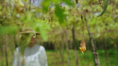 Kadın tarım uzmanı, sebze çiftliğindeki çürük hasadı inceliyor. Kafkas kadın çiftçi elinde kurumuş acı bir su kabağı tutuyor. Küresel ısınma kuraklığı nedeniyle çiftçi işçiler sorunlu bitki hastalıklarına yakalandı.