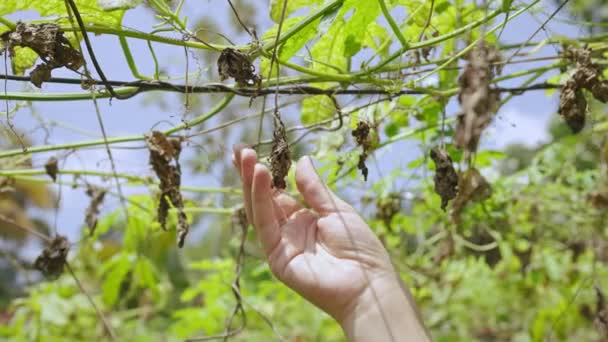 Kobieta Rolnik Ręka Trzymając Wysuszony Roślina Zbliżenia Strzał Kobiecy Agronomista — Wideo stockowe