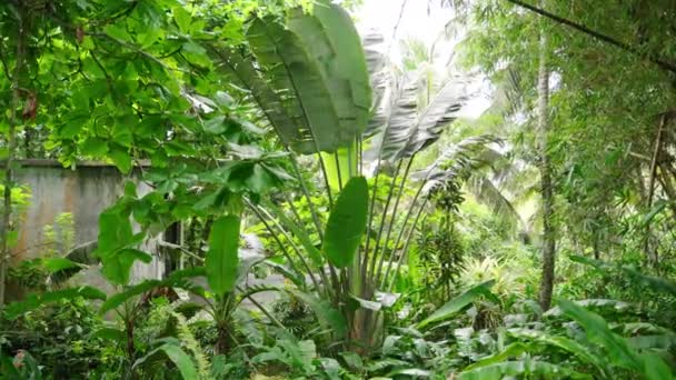 Levendig Gebladerte Gedijt Natuurlijke Habitat Zonlicht Filtert Door Dichte Bladeren — Stockvideo