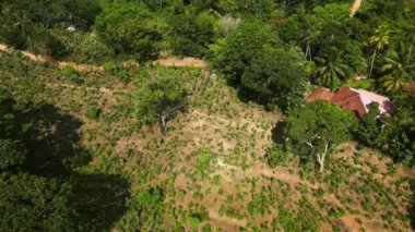 Geleneksel kırmızı kiremitli çatı evleri ekili arazinin yakınındaki yoğun tepe örtüsünden bakıyor. Hava drone çay bitkileri, hafif güneş ışığı, tropikal yeşilliği kuşattı. Tarım doğayla uyum içinde kırsal alanla buluşur.