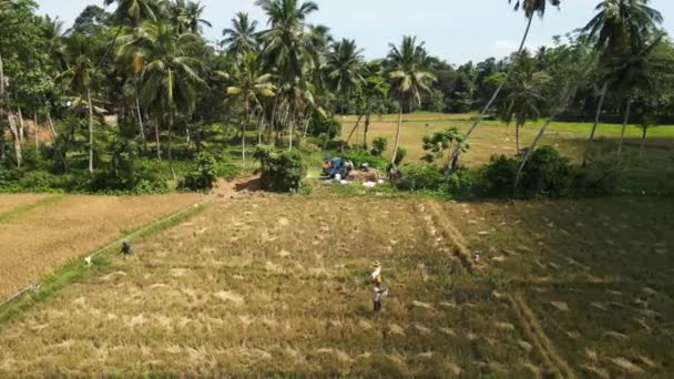 2023 ミリッサ スリランカ アジアの農家は穀物を収集し 緑豊かな伝統的な装置を操作する 収穫時の田んぼの労働者の空中観察 — ストック動画