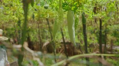 Dizüstü bilgisayarlı bitki yetiştiricisi çiftlikte yetiştirilen egzotik melez sebzeleri kontrol ediyor. Çapraz tozlaşma yoluyla şişe kabağı seçimi yapan çiftçi kadın. Hasır şapkalı bilim adamı. Bitkilerin yetiştirilmesi