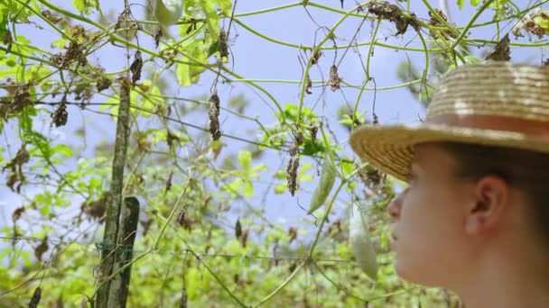 Vrouw Agronomist Hand Houden Opgedroogde Plant Close Schot Vrouwelijke Boer — Stockvideo