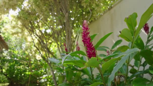Gengibre Vermelho Plantado Livre Jardim Villa Luxo Alpinia Oaxacan Flor — Vídeo de Stock