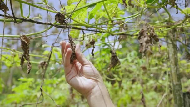 Γυναίκα Γεωπόνο Χέρι Κρατώντας Αποξηραμένα Φυτό Γκρο Πλαν Γυναίκα Αγρότης — Αρχείο Βίντεο