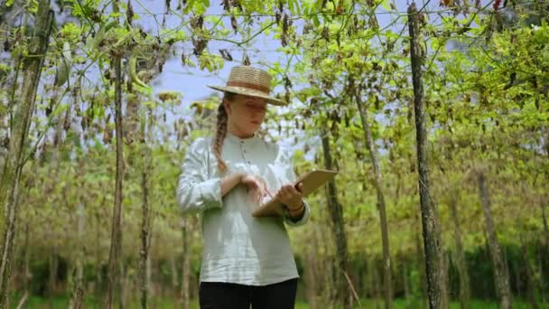 Agricultora Sombrero Examina Cosecha Seca Granja Verduras Mujer Joven Agrónoma — Vídeo de stock