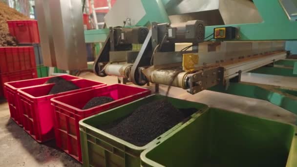 Bearbetad Torkad Camellia Sinensis Klar För Förpackning Distribution Automatiserat Transportsystem — Stockvideo