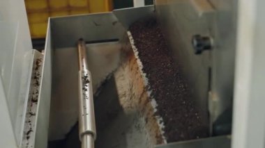 Çay üretim hattı, kurumuş yaprakların sıralanması, modern makineler, endüstriyel gıda teknolojisi, içecek üretimi. Otomatik taşıma bandı işlemleri fabrikada kurutulmuş çay yaprakları. Yavaş çekim.