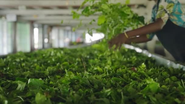 ハンドソートグリーン葉品質発酵プロセス明るい屋内設定 工場労働者伝統的な服装は 新鮮な茶葉長いテーブル乾燥を広げています 本格的なティー生産シーン スローモーション — ストック動画