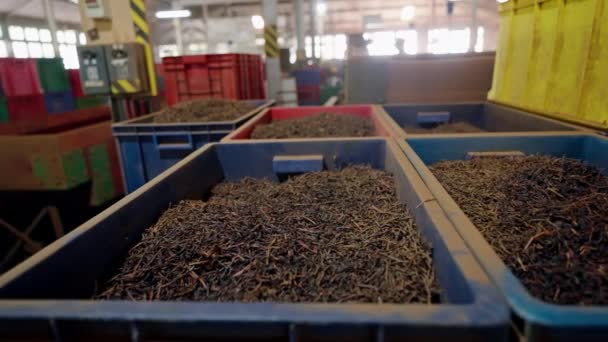 不同类型的加工草本混合物可用于包装 工厂用五颜六色的容器对茶叶进行了分类 生产线自动化充填垃圾箱 保证质量和效率 Slomo — 图库视频影像