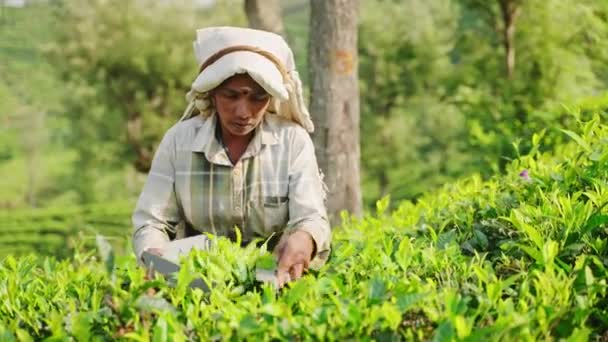 工人们在生机勃勃的植物包围下收割传统的庄稼 妇女在高地种植园精心采摘茶叶 人工采摘确保了亚洲农村新鲜有机茶叶的质量 — 图库视频影像