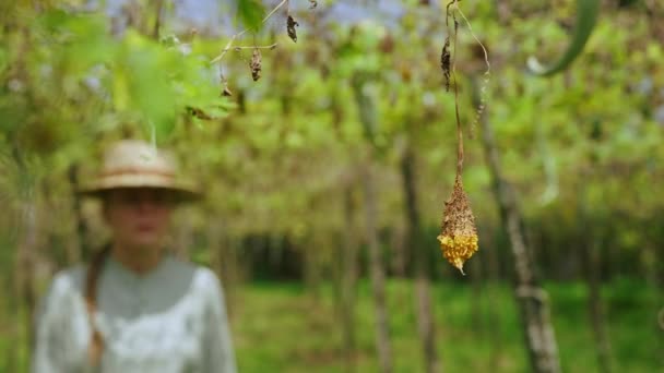 Sebze Çiftliğindeki Hasadı Denetleyen Kadın Tarım Uzmanı Kafkas Kadın Çiftçi — Stok video