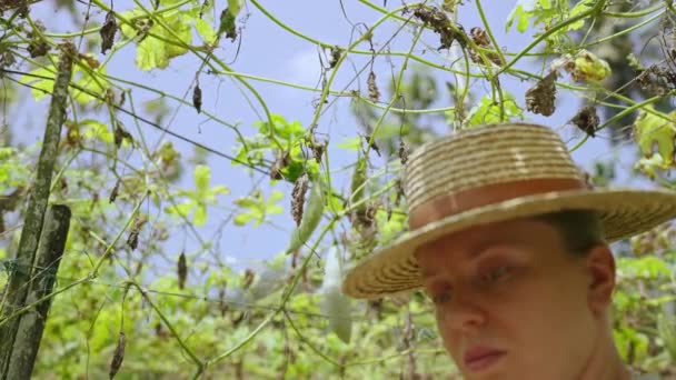女农手拿着干燥植物特写镜头 女农艺师用湿透的叶子观察农场的收成损失 全球变暖和干旱的后果 温室气体效应 — 图库视频影像
