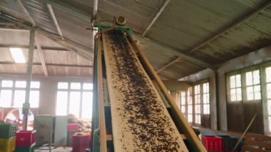 Makineler, modern çay üretiminin ayrılmaz bir parçası olan kapalı mekan ortamında çalışır. Fabrikada otomatik çay işleme, kuru yapraklar taşıyıcı bantlarda geziniyor, sapları ayıklamak, kaliteyi sağlamak için..