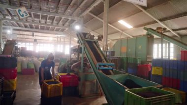2023-06-01 - Ramboda, Sri Lanka. Bluefield Çay Fabrikası. Kadın çalışanlar sandıkları dolduruyor, fabrikada hasat işliyor. Çay yaprakları taşıma bandında sıralanmış. Endüstriyel iç mekan, üretim için makineler.