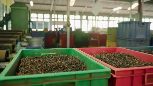 Arbeiter Verpacken Aromatische Mischungen Für Den Weltweiten Versand Frische Teeblätter — Stockvideo