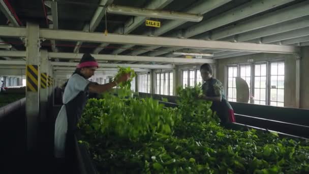 2023 Ramboda Sri Lanka Bluefield Tea Factory Kompetenta Medarbetare Hanterar — Stockvideo