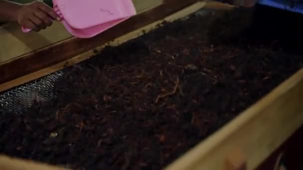 Taze Bitkisel Ürünler Ayıklanır Paketlenmek Üzere Ayrılır Şçiler Fabrikada Çay — Stok video