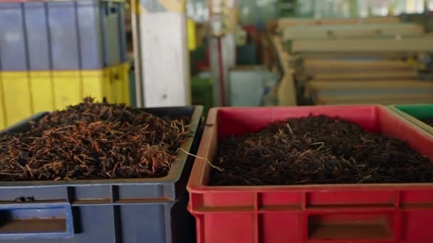 Conveyor Belts Process Sort Package Various Tea Types Factory Floor — Stock Video
