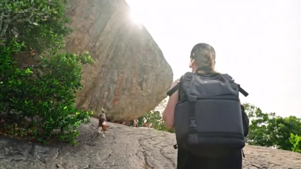 Female Trekker Climb Wild Nature Encounters Stray Dogs Adventurous Woman — Stock Video