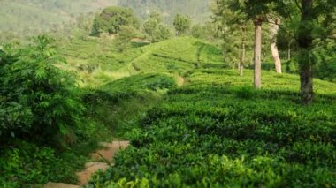 İşçiler tarlada yaprak topluyor. Yeşil teraslı Sri Lanka çay çiftliği. Güneş ışığı altındaki hareketli tepe manzarası, ekolojik turizm merkezi. Rüzgâr, canlı çay çalılarının arasından esiyor. Yavaş çekim.
