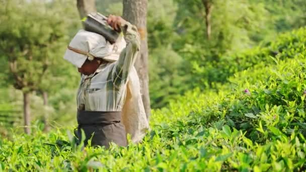女性传统服饰巧妙地收集有机茶类作物 工人们在绿色的高地种植园里采摘新鲜的茶叶 斯里兰卡的农村景观 可持续农业 茶叶种植 — 图库视频影像